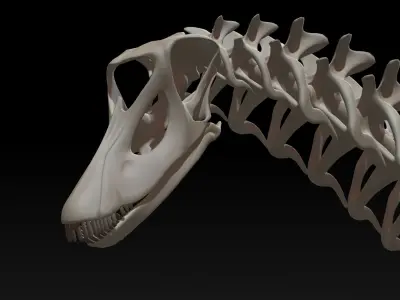 3D Diplodocus Skeleton Low-poly 3D model