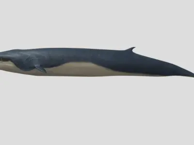 Fin-Whale Animated Low-poly Low-poly 3D model