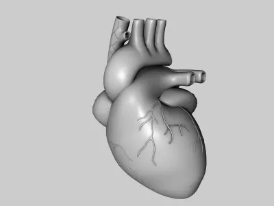 Human Heart Model 3D model