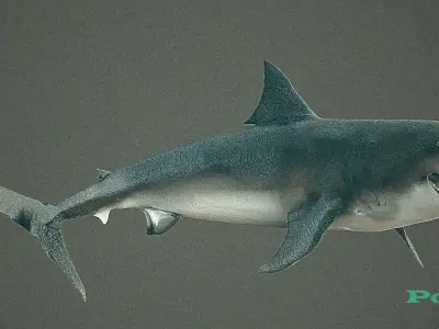 animated sharks 3D model