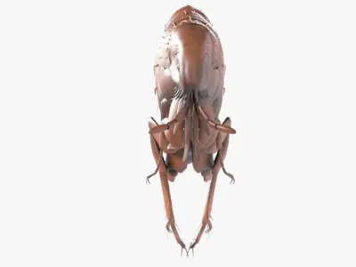 4K Textures Realistic Flea  Low-poly 3D model
