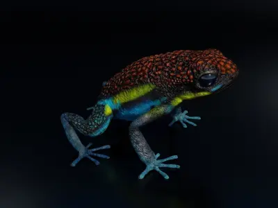 Arrow Frog rigged VR AR low-poly 3d model Free low-poly 3D model