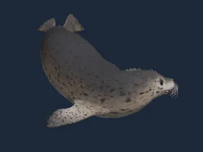 animated seal sea lion Low-poly 3D model