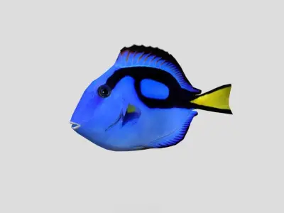 Blue Tang Realistic Animated Low-poly 3D model