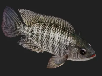 Cichlid Low-poly 3D model