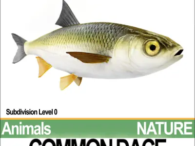 Common Dace 3D model