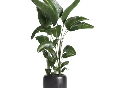 indoor plant 056 3D model