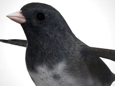 3D Bird Pack Dark Eyed Junco Male and Female Low-poly 3D model