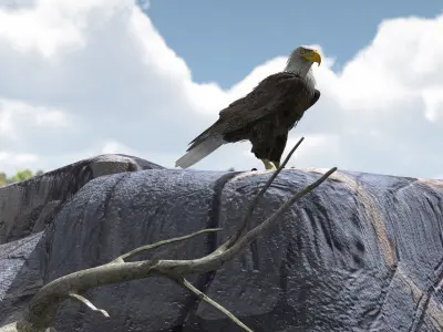 American Bald Eagle - rigged - animated 3D model