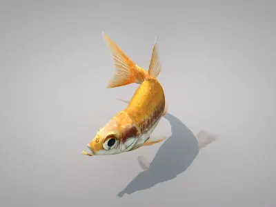 Fish Dourado 3D model