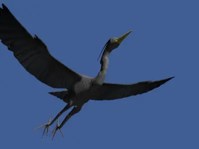 Heron model flying in sky Low-poly 3D model