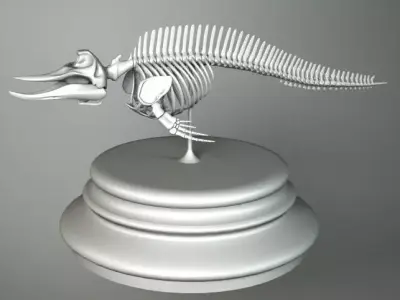 SKELETON CETACEUM 3D model