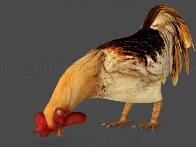 Rooster Animated Low-poly 3D model