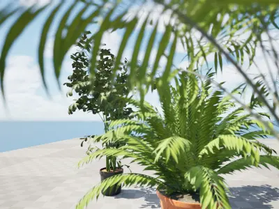 Indoor Potted Palm Collection  Low-poly 3D model