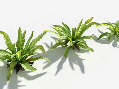 Plants Pack 7: Rainforest: GrowFX 3D model