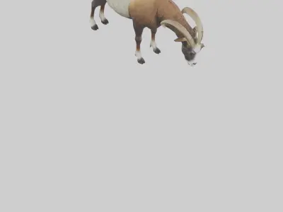 Mouflon sheep grazing model Low-poly 3D model