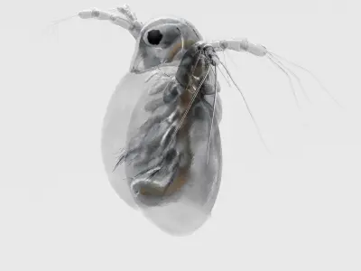 Daphnia insect 3D model