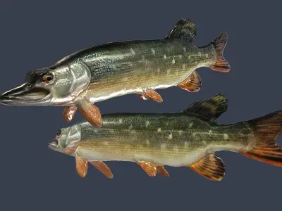 River fish collection Low-poly 3D model