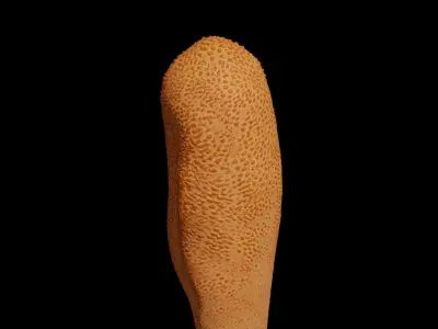 Cordyceps militaris Low-poly 3D model