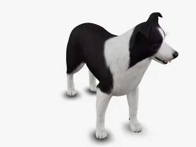 dog border collie Low-poly 3D model
