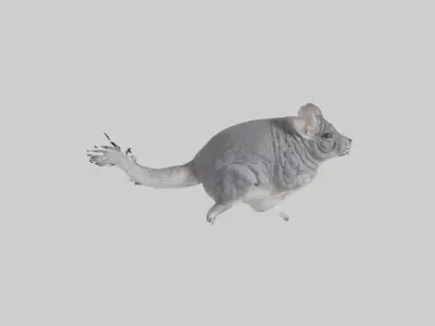 Chinchilla hopping model Low-poly 3D model