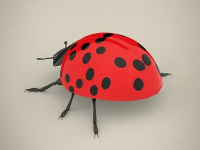 Ladybird ladybug 3D model
