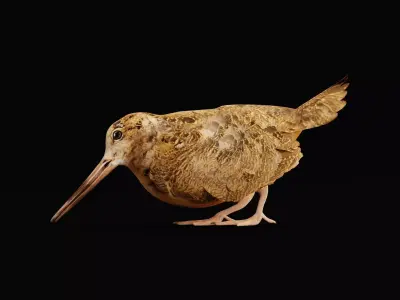 Woodcock Wading Bird Low-poly 3D model