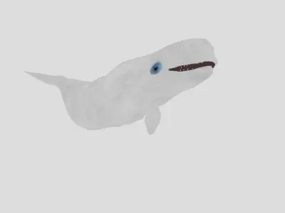 Beluga Realistic Animated  Low-poly 3D model