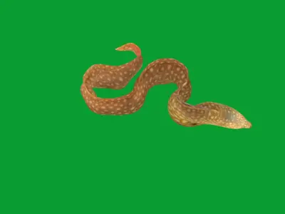 Ocellated Moray Eel Low-poly 3D model