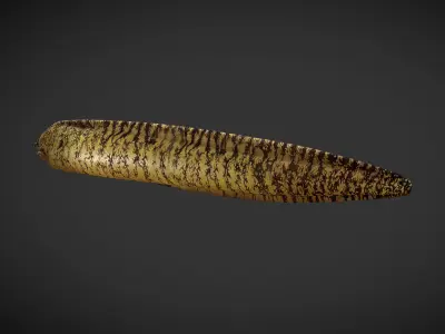 Lamprey eel Low-poly 3D model