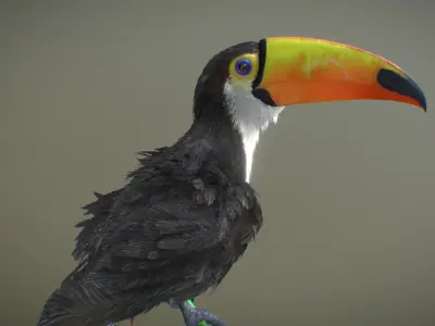 Toco Toucan 3D model