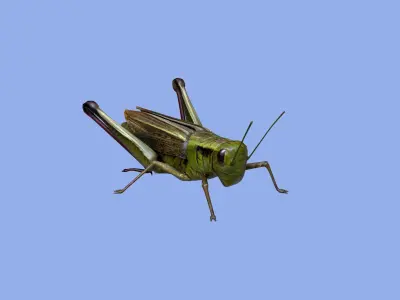 Grasshopper Low-poly 3D model