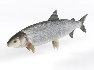 Whitefish fish 3D model