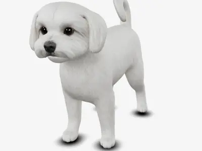 Dog Maltese Low-poly 3D model