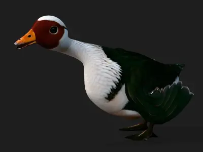 Duck A4 3D model