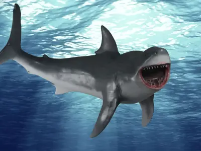 Great White Shark Rigged and Animation Low-poly 3D model
