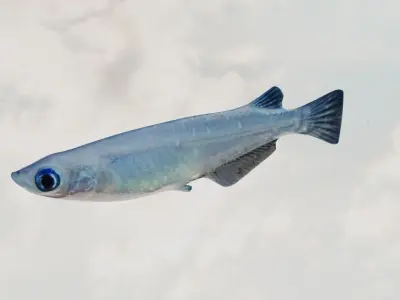 Madeka Fish 3D model