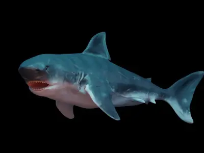 Great White Shark Low-poly 3D model