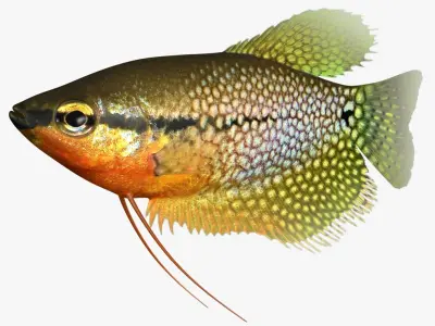 Pearl Gourami 3D model