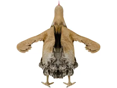 Chicken 3D model