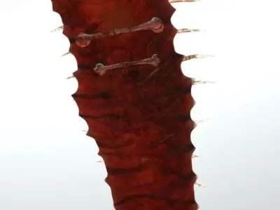 Superfuntimes Demonflesh Tower Shield 3D model