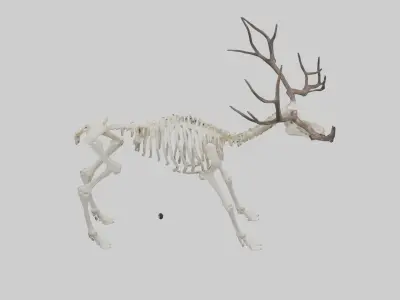 Caribou Skeleton model Low-poly 3D model
