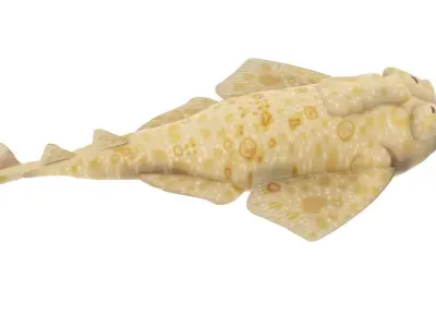 Angel Shark 3D model