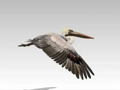 Brown Pelican Low-poly 3D model