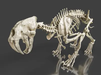 Sabretooth Cat Smilodon Skeleton 3D model