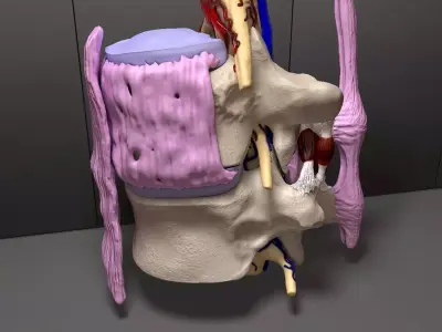 Part of the Human Spine 3D model