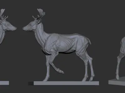 Fallow Deer  Anatomy Sculpture 3D model