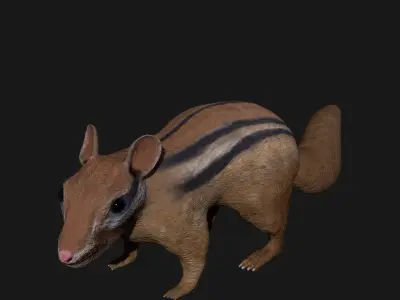 Chipmunk Indian Squirrel 3D model