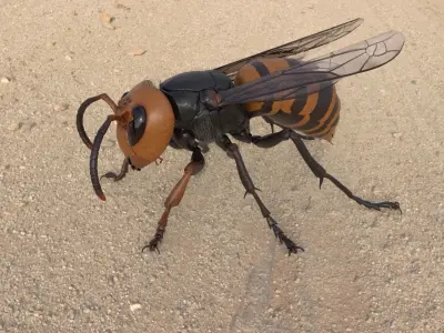 Vespa Mandarinia Rigged 3D model