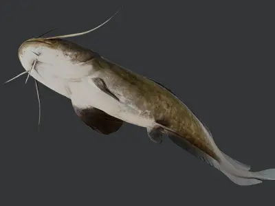 Amur Catfish Animated 3D model